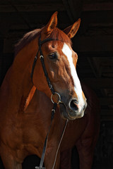 Portrait of a bay horse on a black background