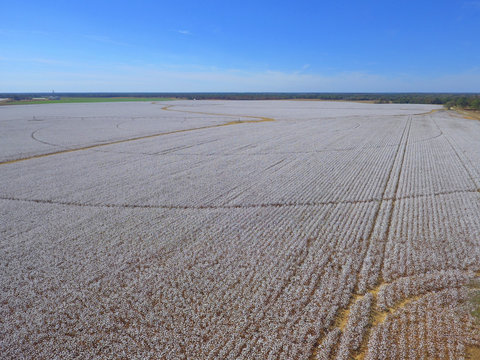 Aerial image cotton farm field with blue sky