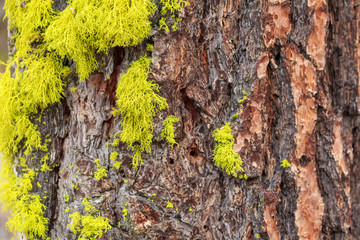 Moss Tree