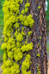 Moss Tree
