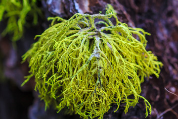 Moss Tree