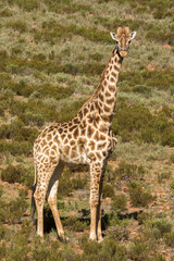 Naklejka na ściany i meble Giraffe (Giraffa camelopardalis) - Western Cape Province, South Africa