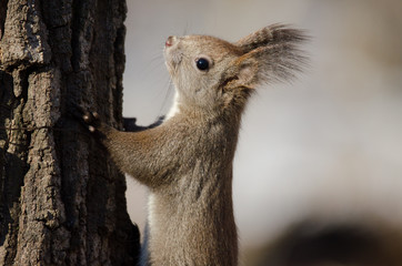 Naklejka na ściany i meble Squirrel (Sciuridae)