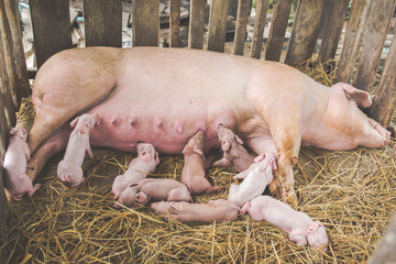 Little piglet suckling their mother in farm. © natara