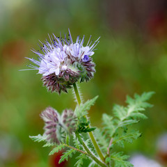 Lacy Phacelia