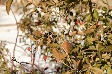 Wolf berries and wild-growing dogrose on a branch in the winter.