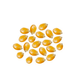 Vector scattered grains of corn on a white background