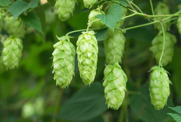 Growing on a branch of hop cones