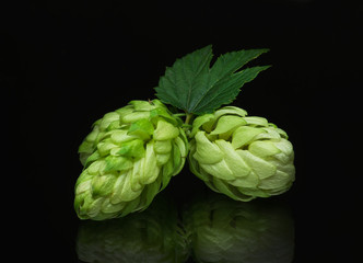 Growing on a branch of hop cones
