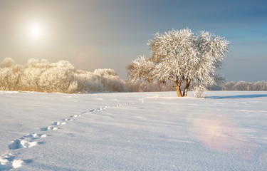 solitary tree in a field covered with snow