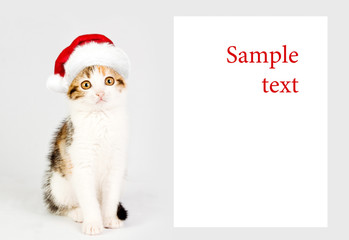 Kitten in a red santa hat and Banner