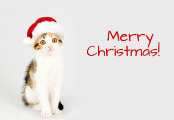 Kitten in a red santa hat. Merry Christmas
