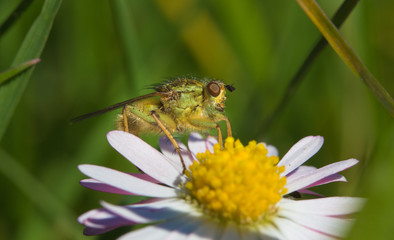macro insect