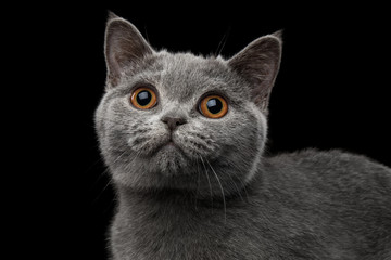 Close-up Portrait of Gray British Kitten, cute Looking up, on Isolated black background