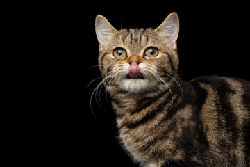 Close-up Portrait of Tabby Scottish Kitten, funny Looking up and Licked on Isolated black background