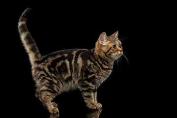 Naklejka na ściany i meble Pedigree Tabby Scottish Kitten, Standing at side and Looking up Curious on Isolated black background with reflection