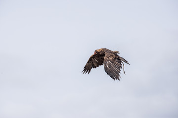 The eagle hunters hunting rabbit at ULGII, MONGOLIA