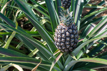 Obraz premium Close-up pineapple in farm