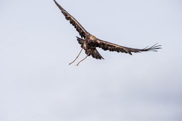 The eagle hunters hunting rabbit at ULGII, MONGOLIA