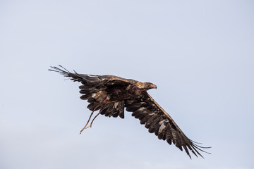 The eagle hunters hunting rabbit at ULGII, MONGOLIA