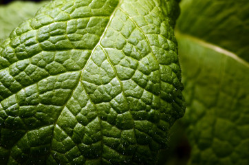 Mint green leaves