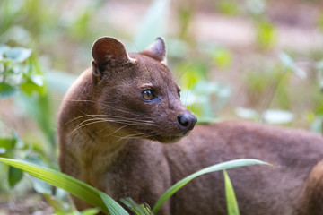 carnivorous mammal Fossa (Cryptoprocta ferox)