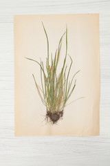  herbarium of flowers and grasses,wheatgrass, wheat grass, couch
