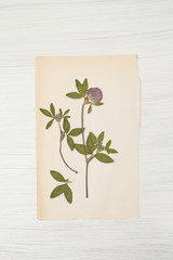  herbarium of flowers and grasses,clover, trefoil, shamrock