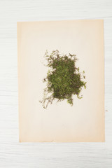  herbarium of flowers and grasses,sphagnum moss
