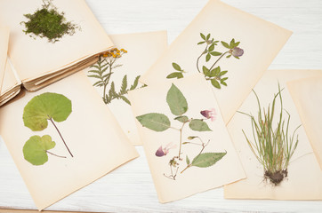  herbarium of flowers and grasses