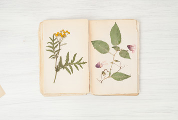  herbarium of flowers and grasses, tansy
