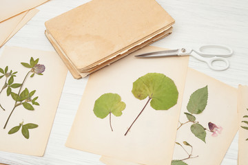  herbarium of flowers and grasses