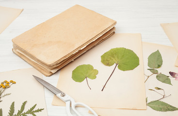  herbarium of flowers and grasses