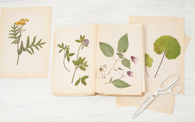  herbarium of flowers and grasses