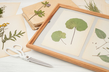  herbarium of flowers and grasses