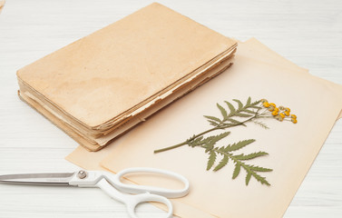  herbarium of flowers and grasses, tansy