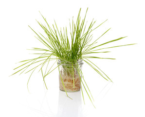 wheat grass in a jar on white background
