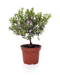 myrtle,Mirt   in a jar on white background