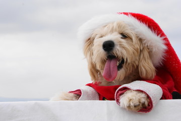 christmas puppy