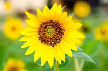 Obraz premium .Sunflower's Details and within pollen patterns and colors are v