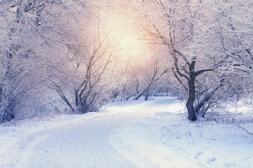 Fototapeta premium White trees in frosty winter morning