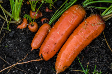 Fresh organic carrots right out of the ground. Organic gardening at its finest. © Roman