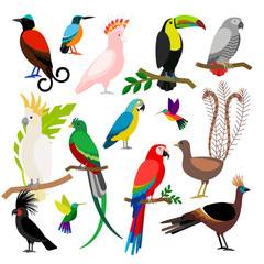 Obraz premium Exotic tropical birds isolated on white background. Bird art vector elements