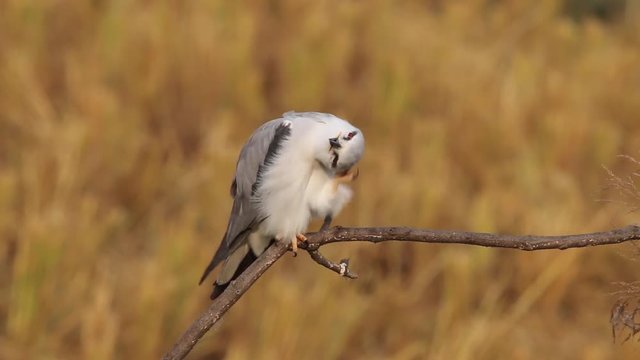 Black Shoulder Kite (Elanus axillaris)