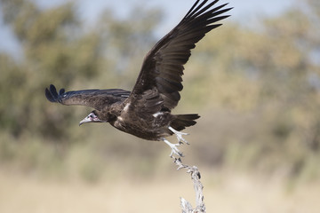 White Backed and hooded vultures in Botswana Africa