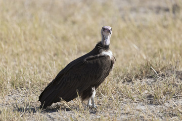 White Backed and hooded vultures in Botswana Africa