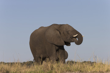 Fototapeta na wymiar Elephants in Botswana, Africa