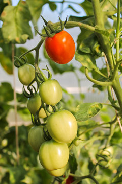 помидоры, сельское хозяйство