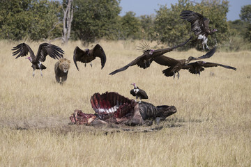 White Backed and hooded vultures in Botswana Africa