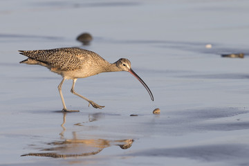 Long-billed Curlew on California Beach	